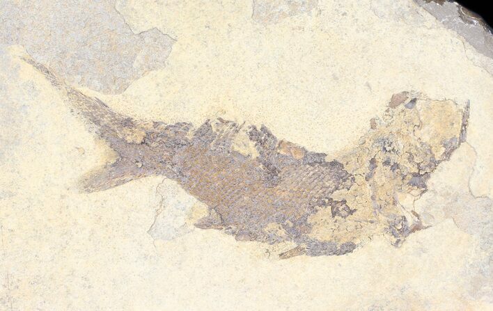 Permian Fossil Fish (Paramblypterus) - Germany #50728